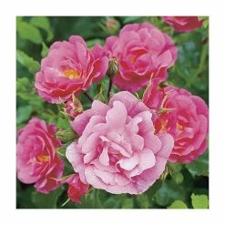 'Flower Carpet Pink' Ground Cover Rose - 4L Pot -Pink Plants Shop PL11104 add image 2 4d1a