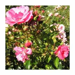 'Flower Carpet Pink' Ground Cover Rose - 4L Pot -Pink Plants Shop PL11104 add image 3 9390