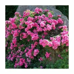 'Flower Carpet Pink' Ground Cover Rose - 4L Pot
