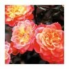 Mandarin' Bush Rose - 4L Pot