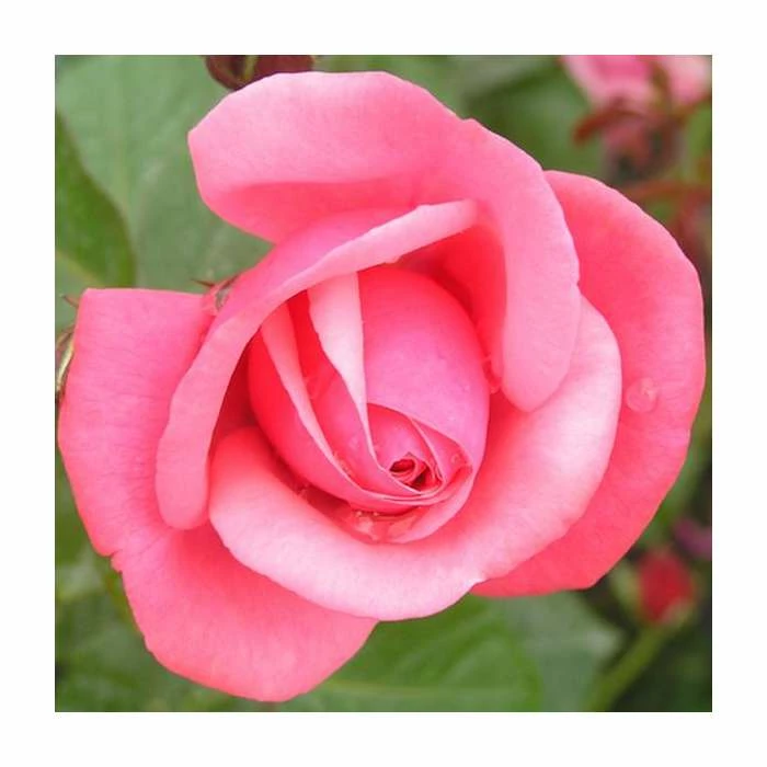 Pink Perpetue' Climber Rose - 5.5L Pot 1 Pink Perpetue' Climber Rose - 5.5L Pot