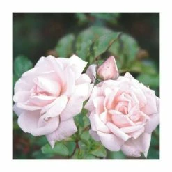 New Dawn' Climber Rose - 5.5L Pot 5 New Dawn' Climber Rose - 5.5L Pot -Pink Plants Shop PL11154 add image 1 75eb