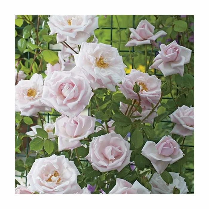 New Dawn' Climber Rose - 5.5L Pot 2 New Dawn' Climber Rose - 5.5L Pot - Image 2