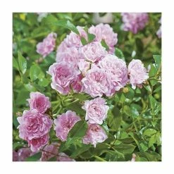 Super Fairy' Rambler Rose - 5.5L Pot -Pink Plants Shop PL11165 add image 1 94aa