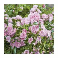 Super Fairy' Rambler Rose - 5.5L Pot -Pink Plants Shop PL11165 add image 2 c3eb