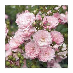 Super Fairy' Rambler Rose - 5.5L Pot -Pink Plants Shop PL11165 add image 3 3ecb
