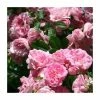 Super Fairy' Rambler Rose - 5.5L Pot