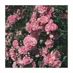 Super Fairy' Rambler Rose - 5.5L Pot -Pink Plants Shop PL11165 rollover image 4f1b