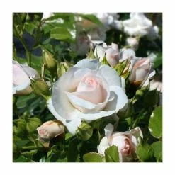 Special Child' Bush Rose - 5.5L Pot