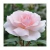 A Whiter Shade Of Pale' Bush Rose - 5.5L Pot