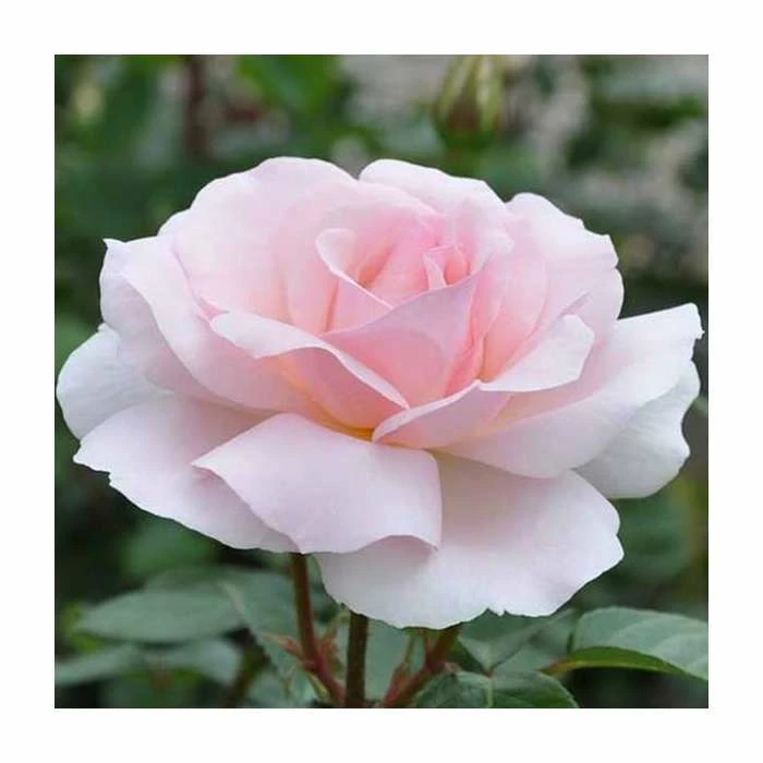 A Whiter Shade Of Pale' Bush Rose - 5.5L Pot 1 A Whiter Shade Of Pale' Bush Rose - 5.5L Pot