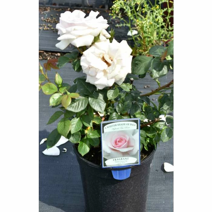 A Whiter Shade Of Pale' Bush Rose - 5.5L Pot 2 A Whiter Shade Of Pale' Bush Rose - 5.5L Pot - Image 2