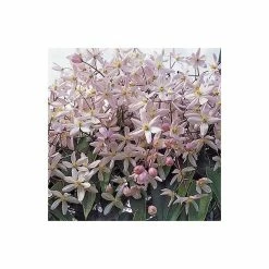 50-90cm Clematis Armandii 'Apple Blossom' - 3L Pot -Pink Plants Shop PL13609 add image 2 9600