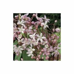 50-90cm Clematis Armandii 'Apple Blossom' - 3L Pot -Pink Plants Shop PL13609 add image 3 8af3