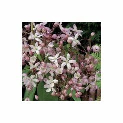 50-90cm Clematis Armandii 'Apple Blossom' - 3L Pot