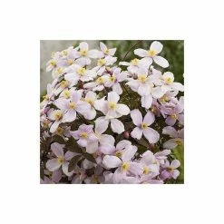 50-90cm Clematis Montana 'Rubens' - 3L Pot -Pink Plants Shop PL13618 add image 3 1b62