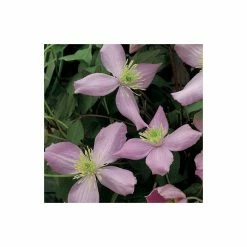 50-90cm Clematis Montana 'Fragrant Spring' - 3L Pot -Pink Plants Shop PL13620 add image 2 c270