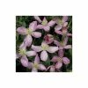 50-90cm Clematis Montana 'Fragrant Spring' - 3L Pot
