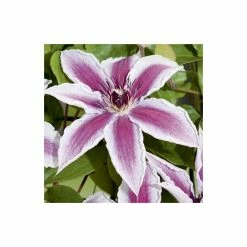 Clematis 'Pamina' - 2.5L Pot -Pink Plants Shop PL13634 add image 2 6b41