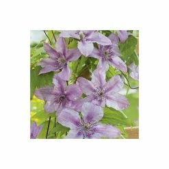 50-90cm Clematis 'Hagley Hybrid' - 3L Pot -Pink Plants Shop PL13646 add image 2 0709