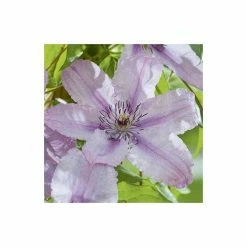 50-90cm Clematis 'Hagley Hybrid' - 3L Pot -Pink Plants Shop PL13646 add image 3 0dc8