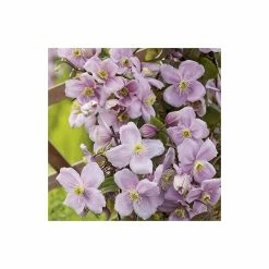 50-90cm Clematis Mayleen | 3L Pot | Clematis Montana -Pink Plants Shop PL13664 add image 2 797d