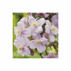 50-90cm Clematis Mayleen | 3L Pot | Clematis Montana -Pink Plants Shop PL13664 add image 3 6994