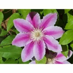 50-90cm Clematis 'Nelly Moser' - 3L Pot -Pink Plants Shop PL13665 add image 1 d8a1