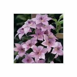 50-90cm Clematis 'Pink Fantasy' - 3L Pot -Pink Plants Shop PL13666 add image 1 6306
