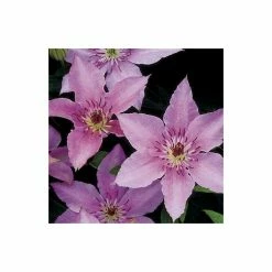 50-90cm Clematis 'Pink Fantasy' - 3L Pot -Pink Plants Shop PL13666 add image 2 155e