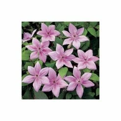 50-90cm Clematis 'Pink Fantasy' - 3L Pot -Pink Plants Shop PL13666 add image 3 db67