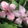 50-90cm Clematis 'Pink Fantasy' - 3L Pot