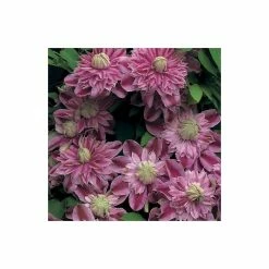 50-90cm Clematis 'Josephine' (Evijohill) - 3L Pot -Pink Plants Shop PL13669 add image 2 bd9a