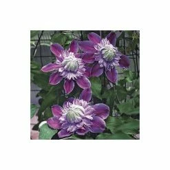 50-90cm Clematis 'Josephine' (Evijohill) - 3L Pot -Pink Plants Shop PL13669 add image 3 06ef