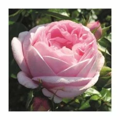 Pink Martini Bush Rose - 5.5L Pot
