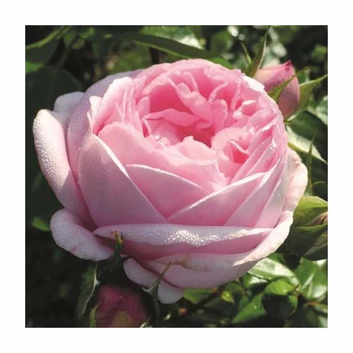 Pink Martini Bush Rose - 5.5L Pot 1 Pink Martini Bush Rose - 5.5L Pot