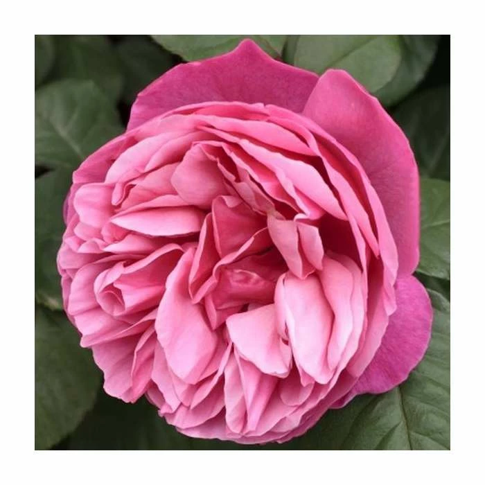 The Anniversary Rose Bush Rose- 5.5L Pot 1 The Anniversary Rose Bush Rose- 5.5L Pot
