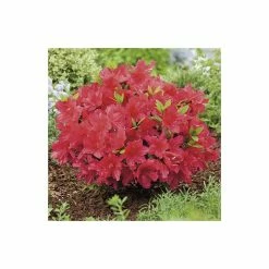 Rhododendron 'Arabesk' -Pink Plants Shop PL301173L add image 2 629e