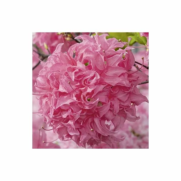 2ft Deciduous Azalea 'Homebush' | 5L Pot 2 2ft Deciduous Azalea 'Homebush' | 5L Pot - Image 2