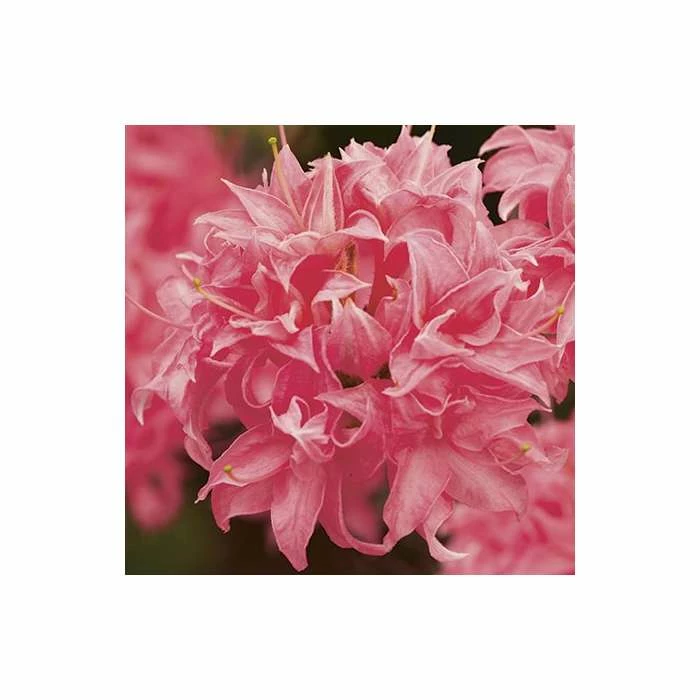 2ft Deciduous Azalea 'Homebush' | 5L Pot 3 2ft Deciduous Azalea 'Homebush' | 5L Pot - Image 3