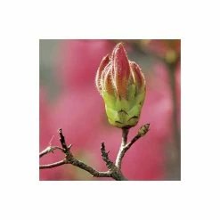 2ft Deciduous Azalea 'Homebush' | 5L Pot 8 2ft Deciduous Azalea 'Homebush' | 5L Pot -Pink Plants Shop PL301205L add image 3 2a1c