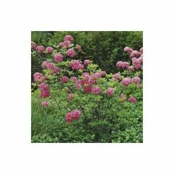 2ft Deciduous Azalea 'Homebush' | 5L Pot 9 2ft Deciduous Azalea 'Homebush' | 5L Pot -Pink Plants Shop PL301205L add image 4 e680