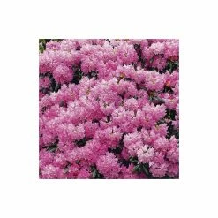 1ft Rhododendron 'Kalinka' | 3L Pot | Rhododendron Yakushimanum -Pink Plants Shop PL301323L add image 2 e4d1