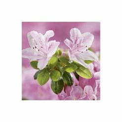 1ft Evergeen Azalea 'Kermesina Rose' |3L Pot | Azelea japonica -Pink Plants Shop PL301413L add image 2 2fb8