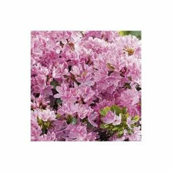 1ft Evergeen Azalea 'Kermesina Rose' |3L Pot | Azelea japonica -Pink Plants Shop PL301413L add image 3 fda3