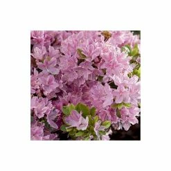 1ft Evergeen Azalea 'Kermesina Rose' |3L Pot | Azelea japonica -Pink Plants Shop PL301413L add image 4 c820