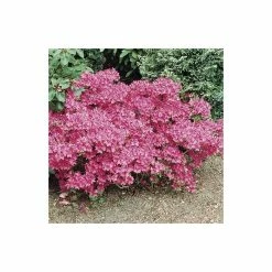 1ft Evergeen Azalea 'Kermesina Rose' |3L Pot | Azelea japonica -Pink Plants Shop PL301413L add image 5 954d