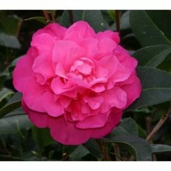 3ft Camellia 'Debbie' | 4L | Camellia williamsii