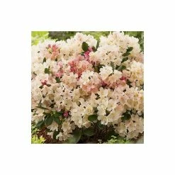 Rhododendron 'Percy Wiseman' | 3L Pot - Rhododendron Yakushimanum -Pink Plants Shop PL301543L add image 2 f83a