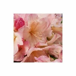 Rhododendron 'Percy Wiseman' | 3L Pot - Rhododendron Yakushimanum -Pink Plants Shop PL301543L add image 3 ea03